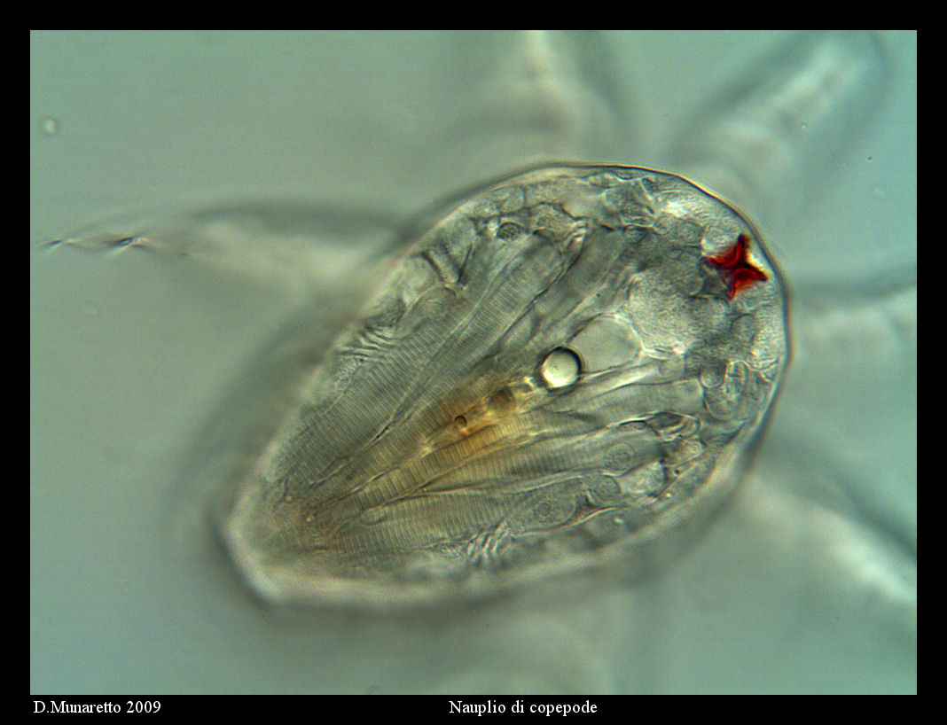 Nauplio di Copepode...detto POLIFEMO